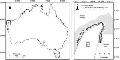 Photographic Capture-Recapture Analysis Reveals a Large Population of Indo-Pacific Bottlenose Dolphins (Tursiops aduncus) With Low Site Fidelity off the North West Cape, Western Australia